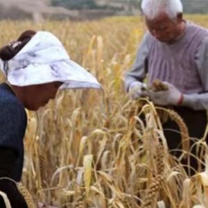 小米成長(zhǎng)